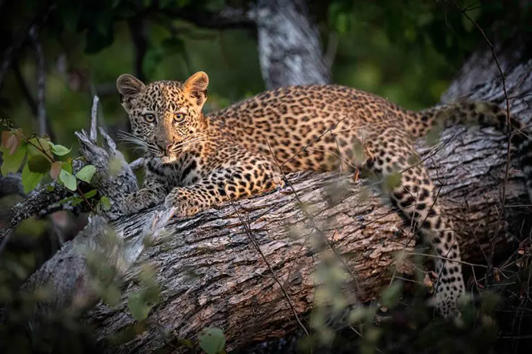Leopard 1