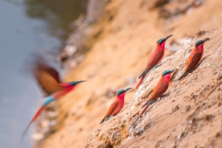 Shawa Luangwa Famous Carmine Bee Eaters