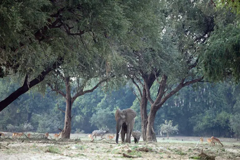 Shawa Luangwa A typical Luangwa Scene