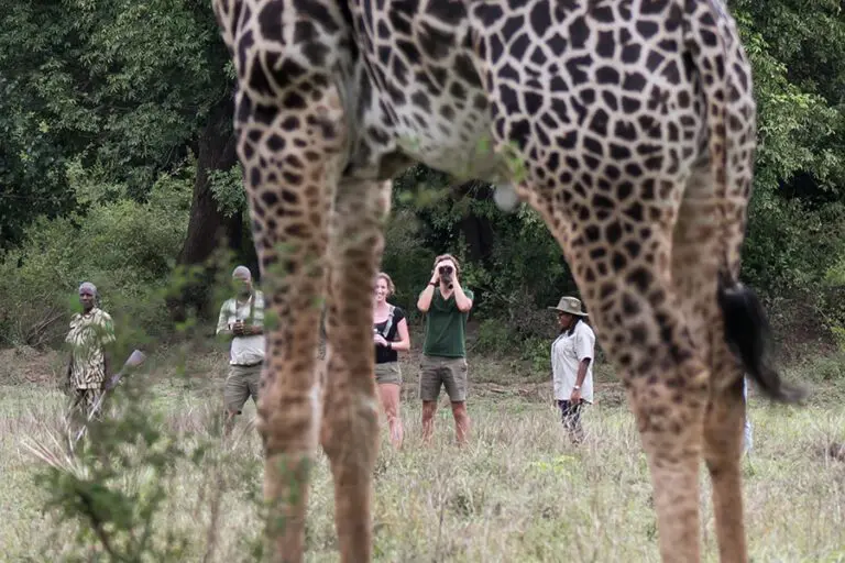Shawa Luangwa Walking Safari