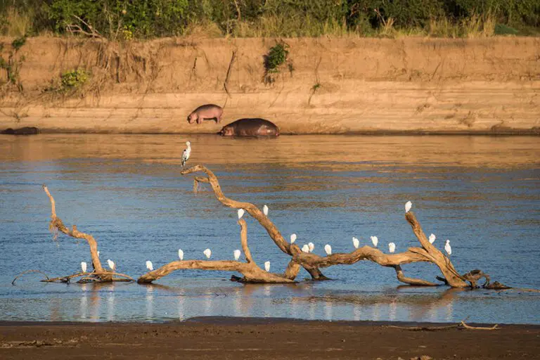 Shawa Luangwa river view