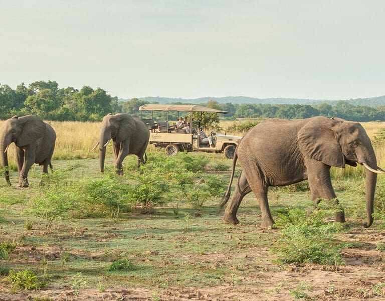Game drive 2019 6