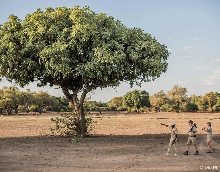 Three Rivers Camp South Luangwa Zambia Kafunta Safaris Bush Walk