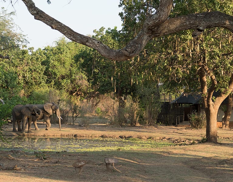 Three Rivers Camp South Luangwa Zambia There Rivers Camp Waterhole