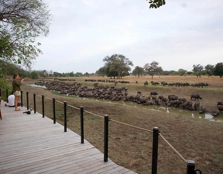 Lion Camp 2