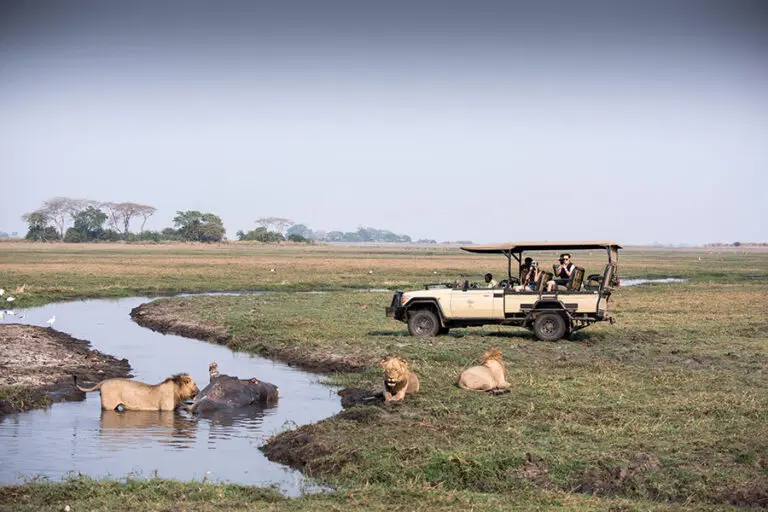 Chisa Busanga Camp Zambia Game Drives in the eVehicle
