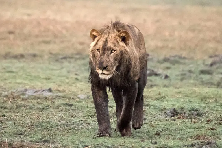 Chisa Busanga Camp Zambia lion