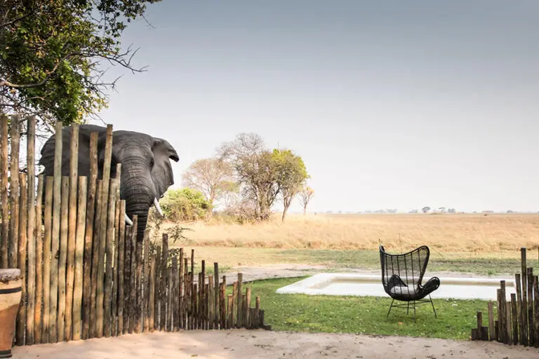 An Unexpected Visitor at Chisa Busanga Camp