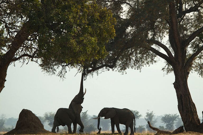 African elephant loxodonta africana reaching in 2022 03 08 00 16 08 utc