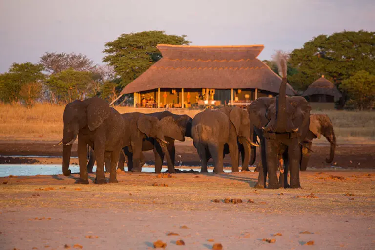 Camp hwange Waterhole View 1