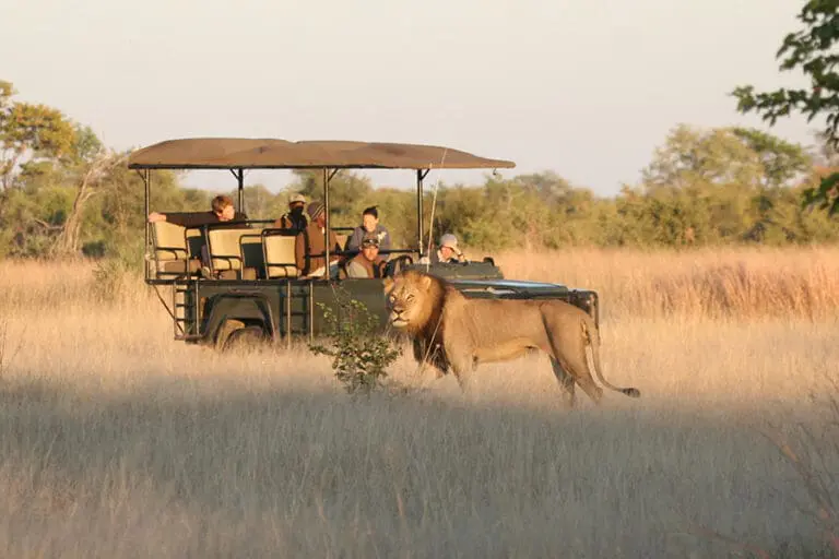 Camp Hwange game drive