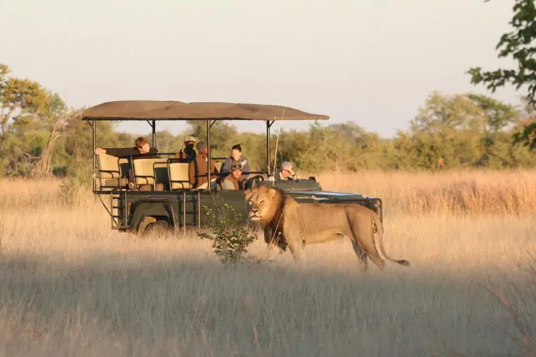 Camp hwange Game Drives