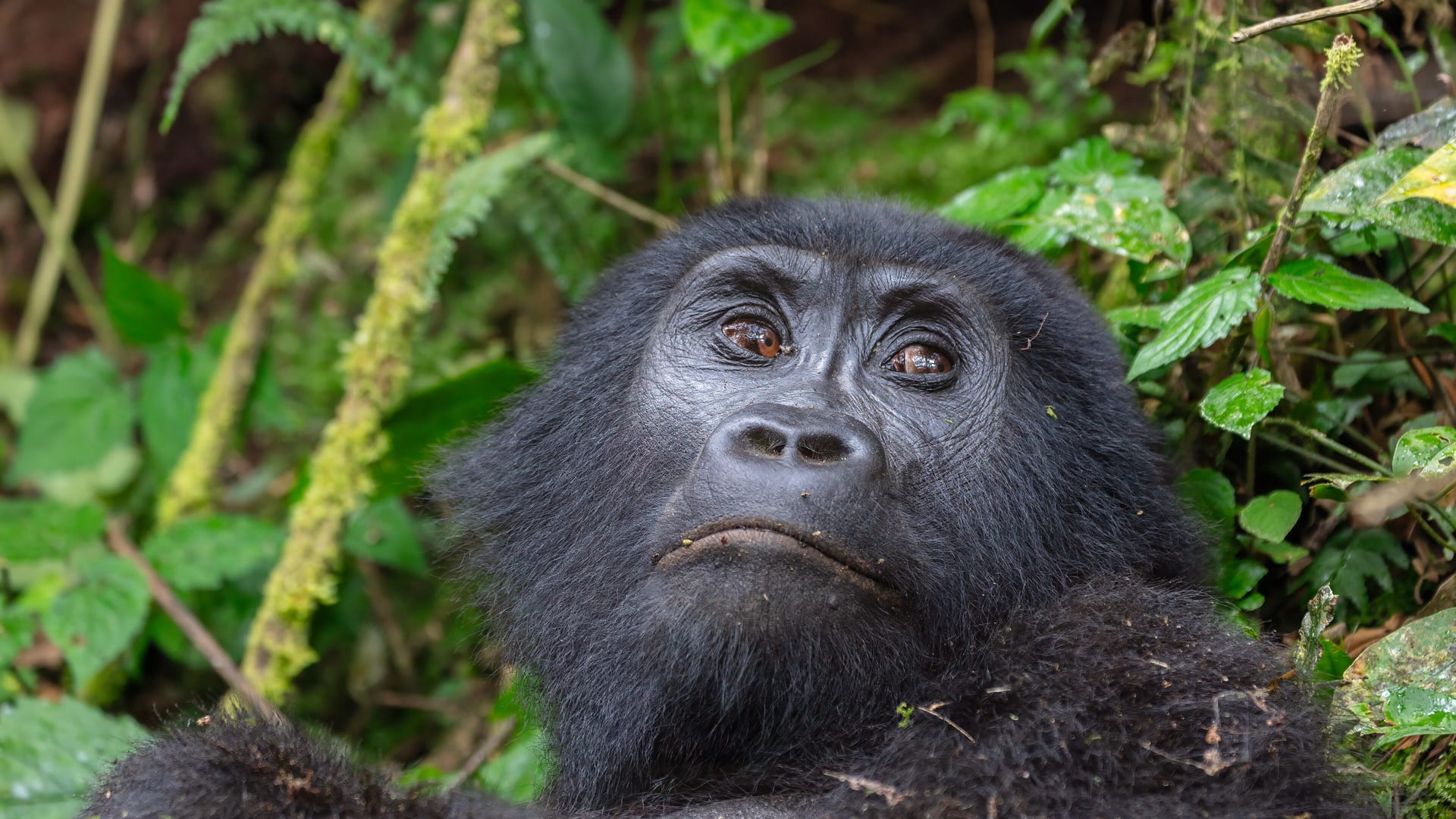 A mountain gorilla in Bwindi Impenetrable National Park, Uganda