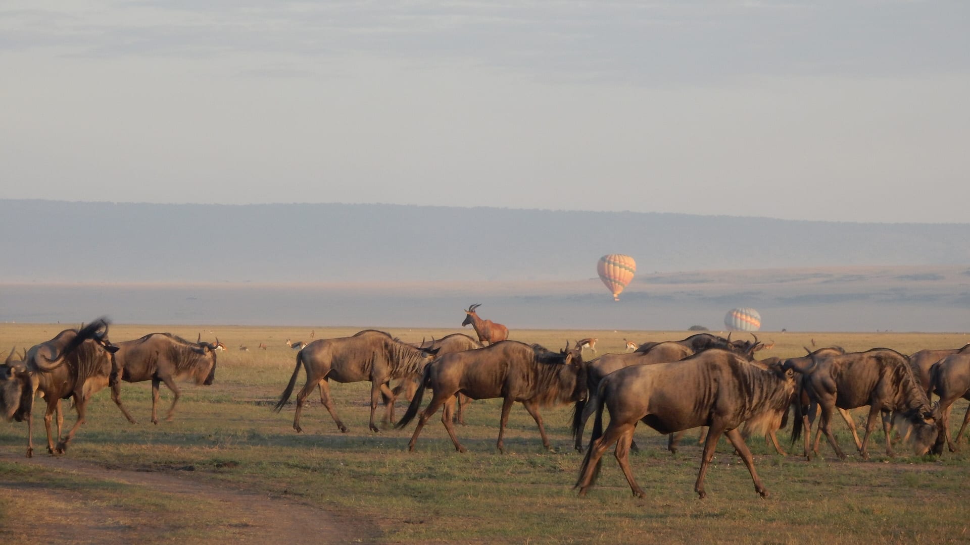 Wildebeest on the plains of the Masai Mara, Kenya