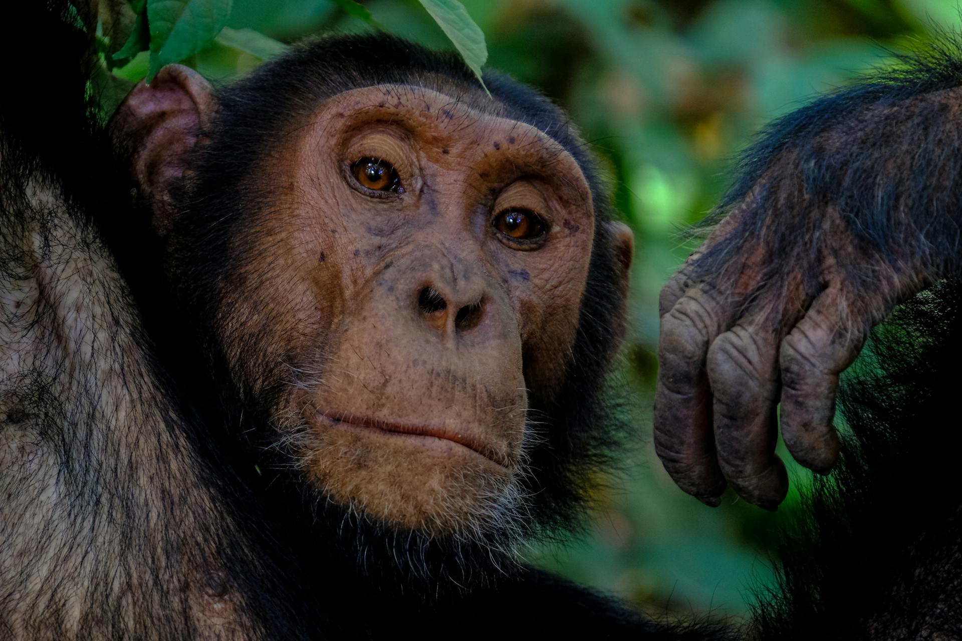 Kibale chimp trekking Uganda
