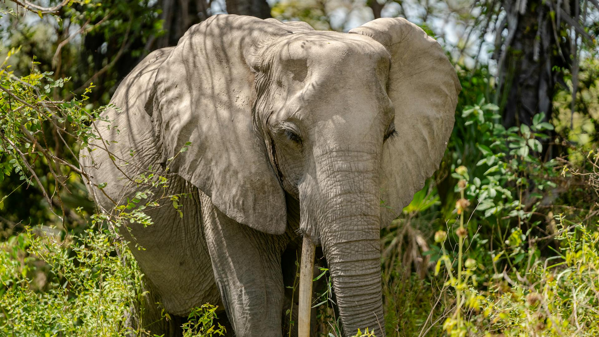 Ruaha Tanzania elephants