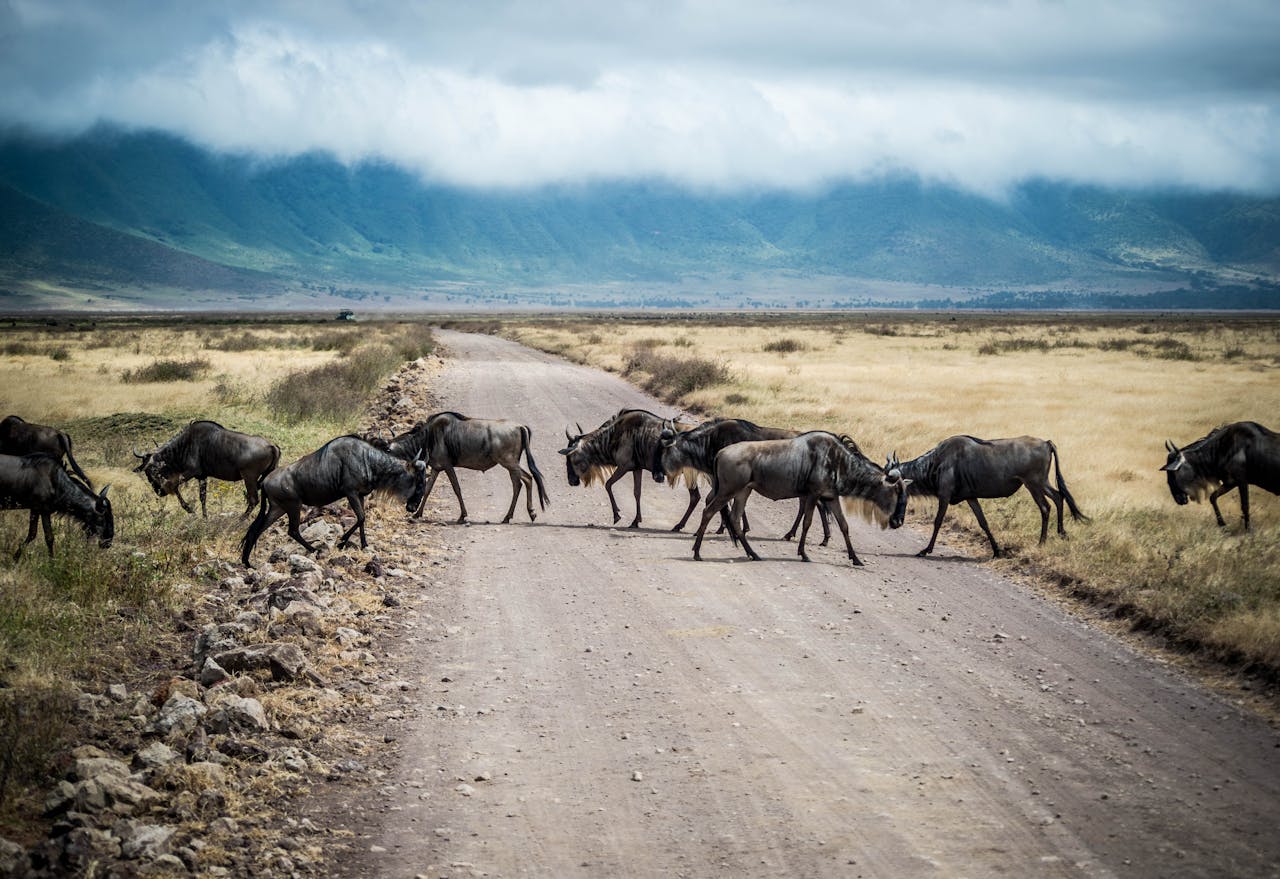 Great Migration Serengeti