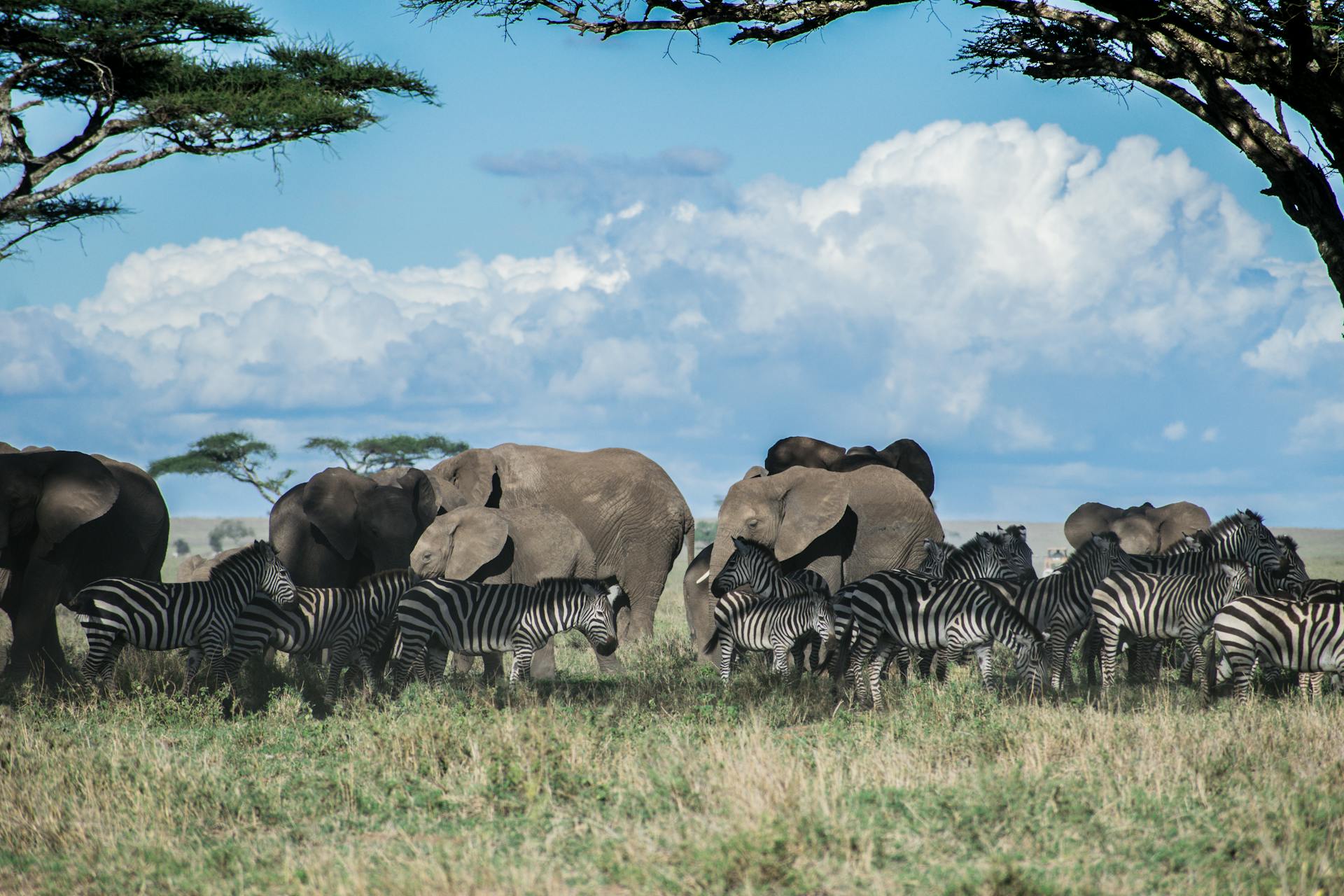 Tarangire National Park elephants