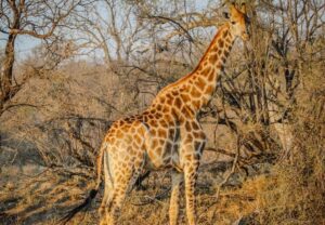 Untitled design (11)