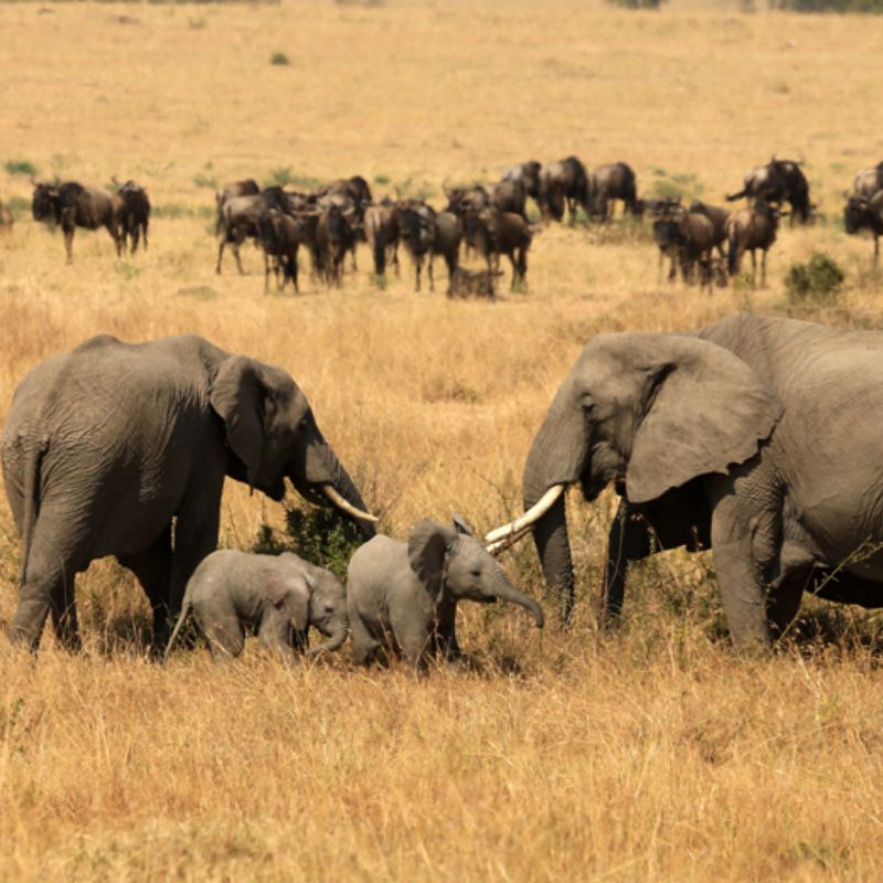 Untitled design (43)