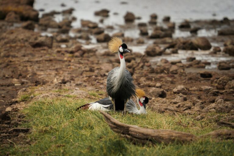 crested-crane-lake-manya-tanzania-001
