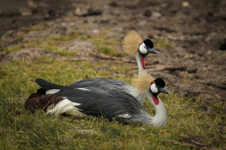 crested-crane-lake-manya-tanzania
