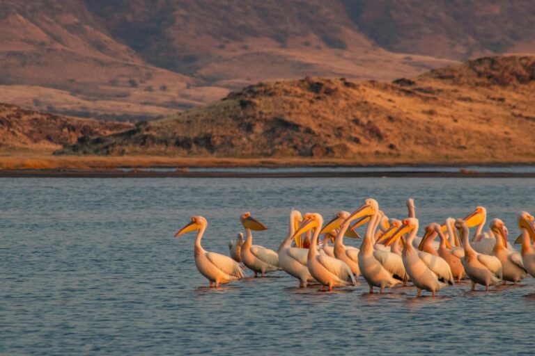 great-white-pelicans-lake-manya-tanzania-002
