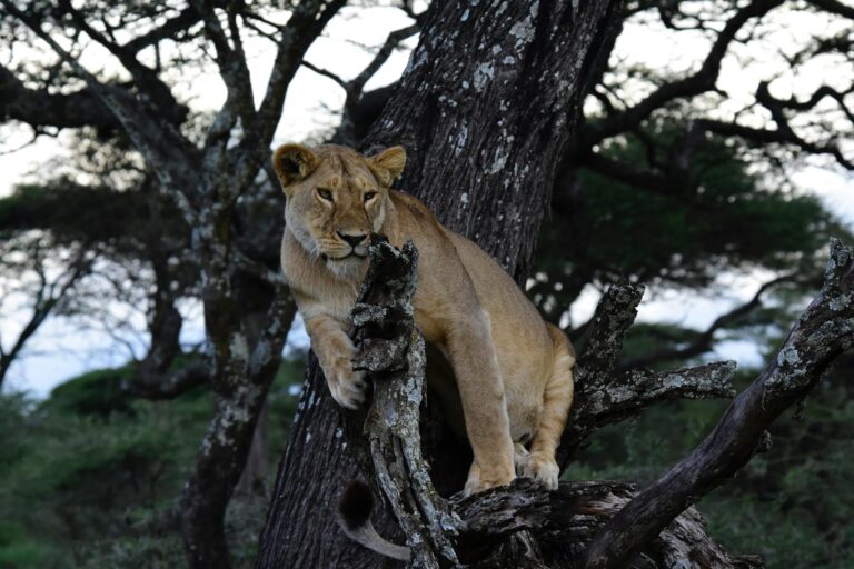 lions-lake-manya-tanzania-002