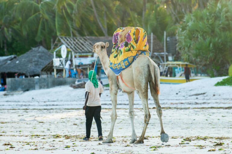 mombasa-city camel-ride