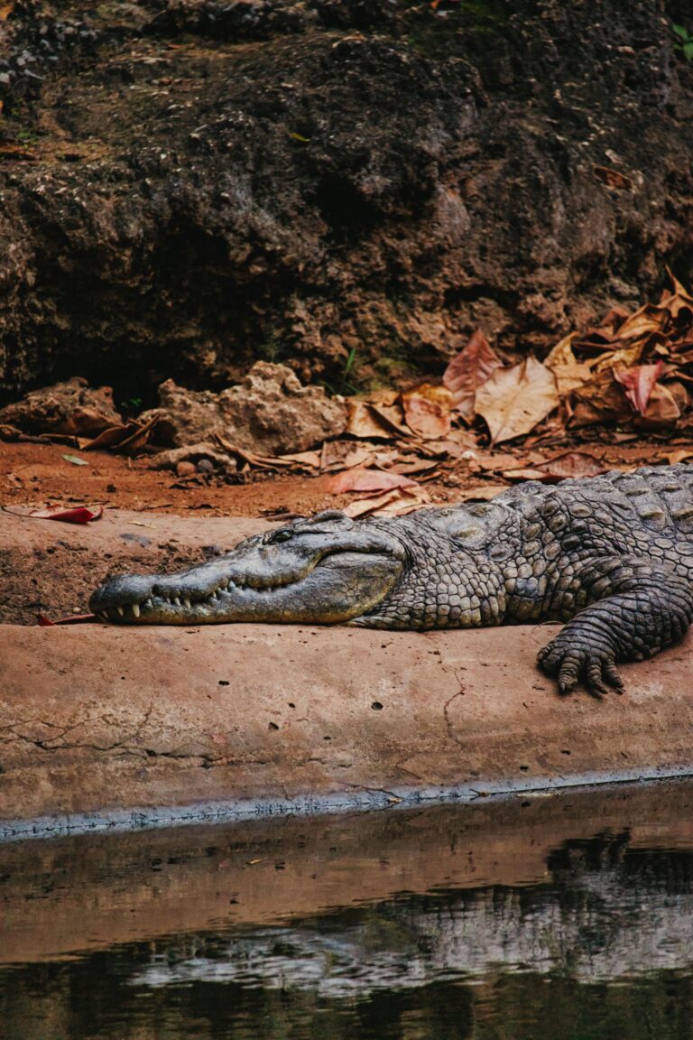 salt-water-crocodile-mombasa-city-001