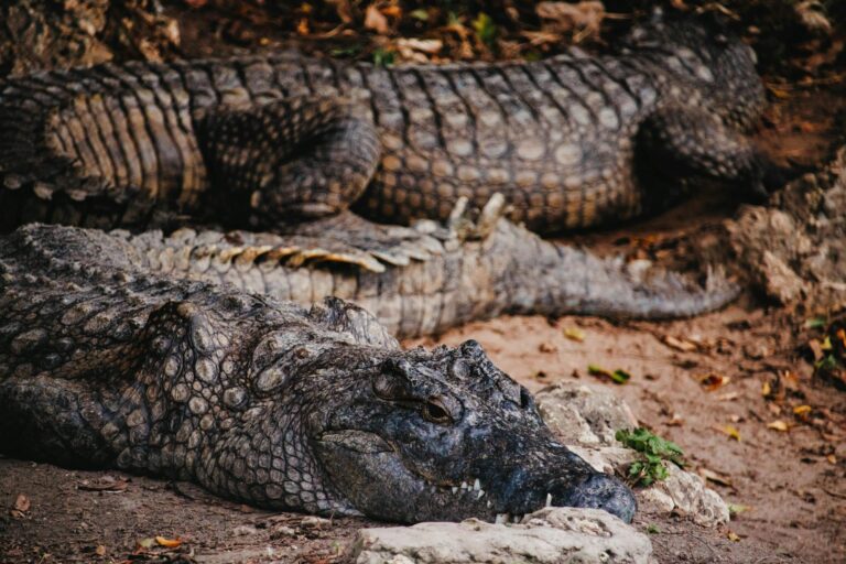 salt-water-crocodile-mombasa-city
