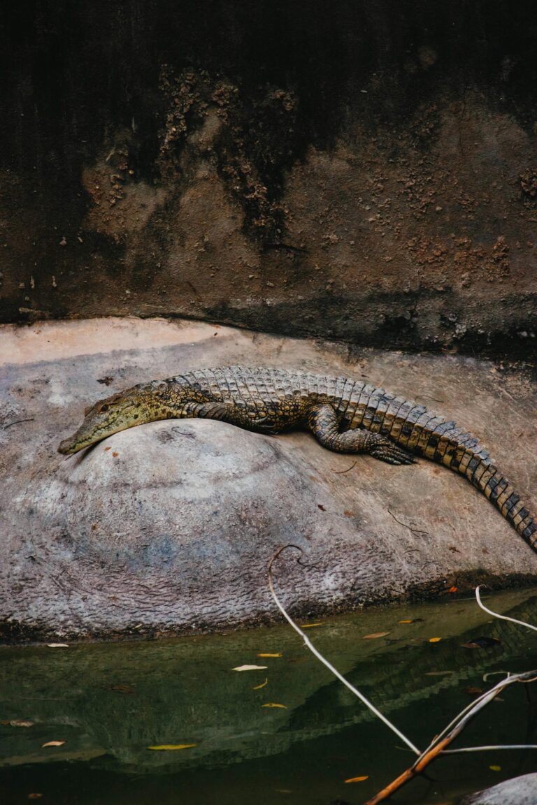 salt-water-crocodile-mombasa-city-mamba-village