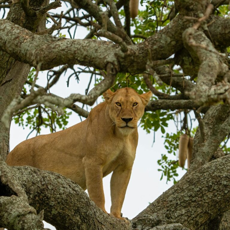 tree-climbing-lions-lake-manyara-tanzania-001