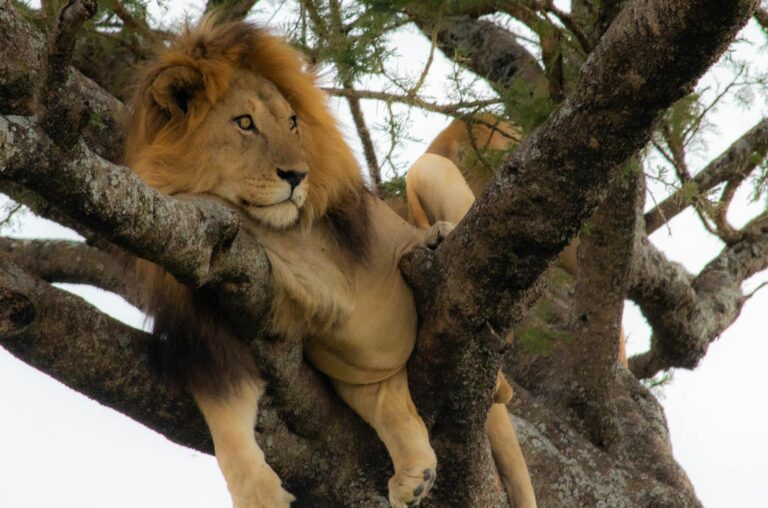 tree-climbing-lions-lake-manyara-tanzania-002