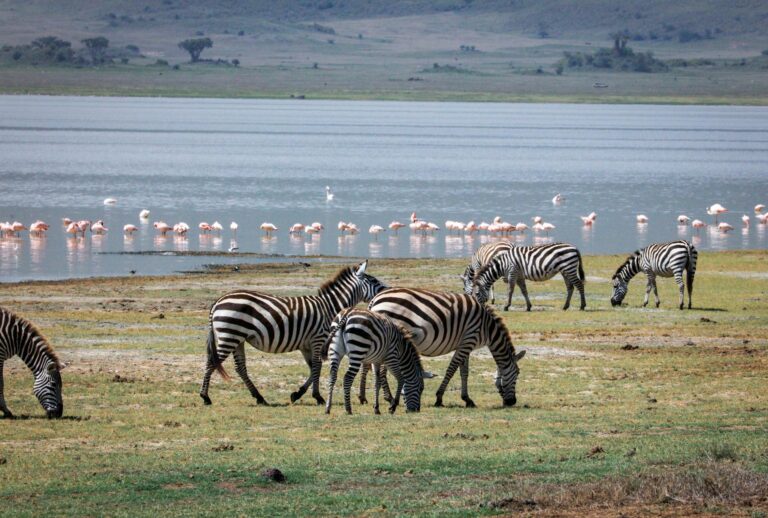 zebra-lake-manya-tanzania-001