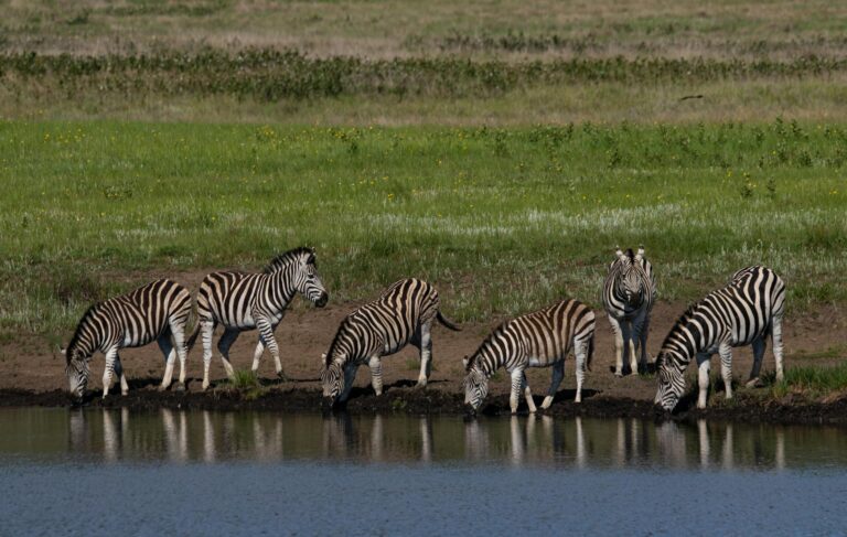 zebra-lake-manya-tanzania-002