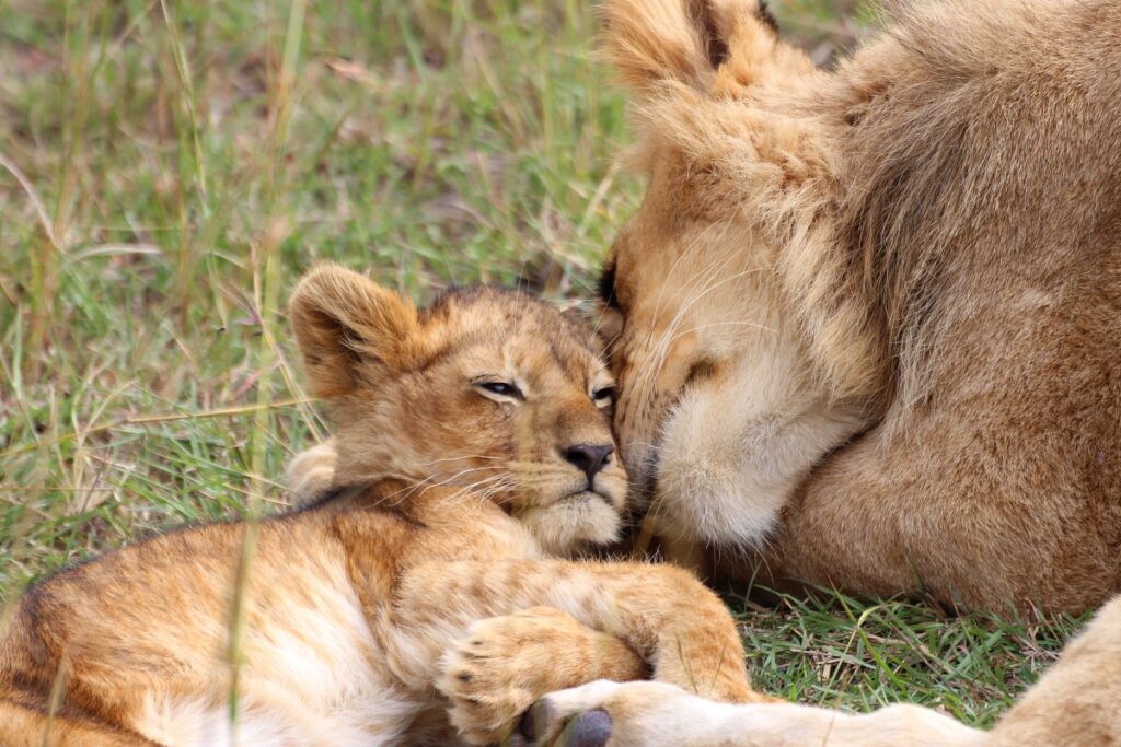 Masai Mara vs Serengeti – Which Safari is Better?